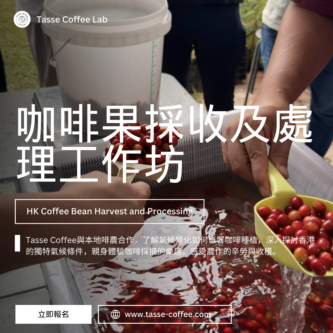 咖啡果採收及處理工作坊– Tasse Coffee 杯子咖啡教育中心